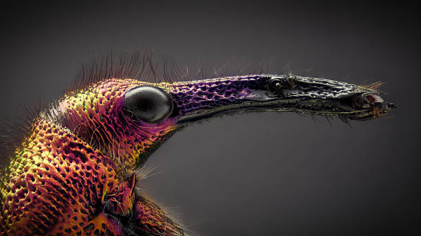 Extreme magnification - Weevil portrait stock photo