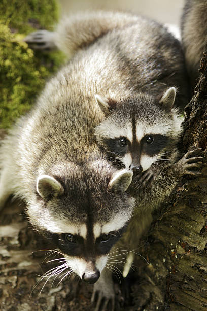 istock Racoon family in a cherry tree 636811036