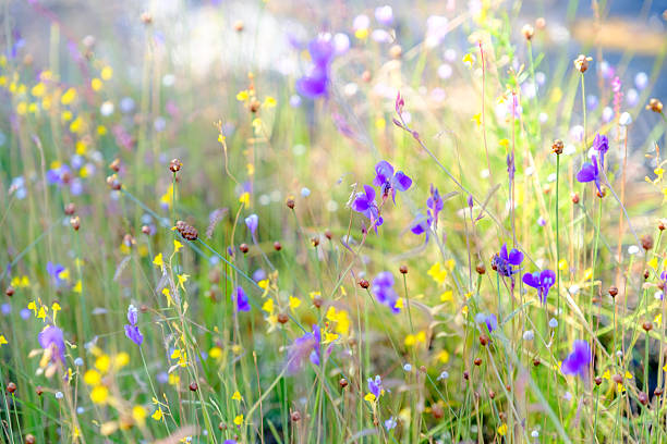 istock Utricularia delphinioides flower in Thailand. 636811130