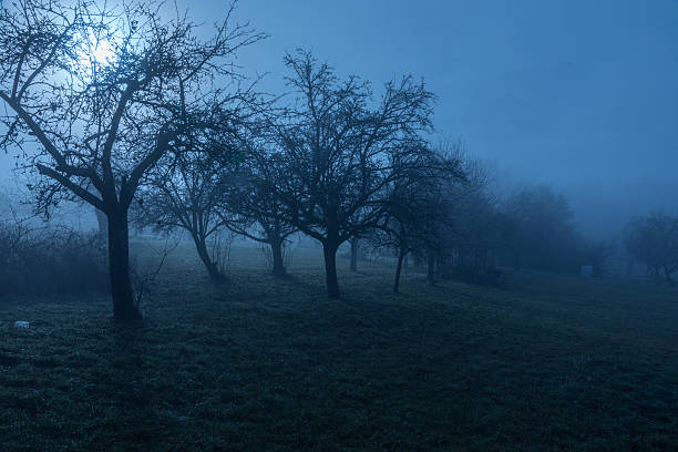 istock Trees in December fog 636811798