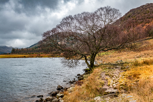 Ennerdale Water is in the west of the Lake District national park and on a dark, stormy day there are some spectacular views to be had.  This photo was taken on the north shore which is the wildest part of the water.  This old tree is growing right on the shoreline and it makes a magnificent backdrop for a rugged nature scene.