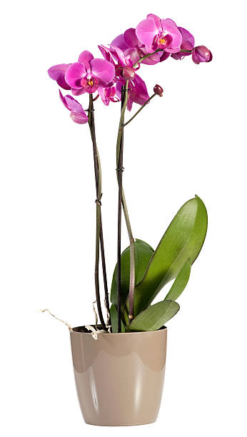 Magenta pink phalaenopsis orchid in a pot