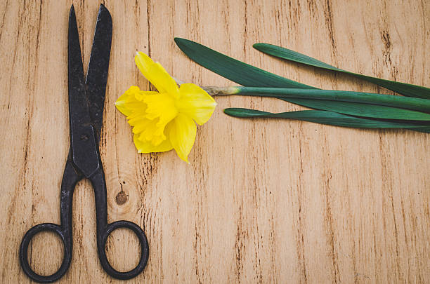 винтажный цветочный фон, желтый нарцисс и антикварные ножницы. - antique old fashioned daffodil single flower стоковые фото и изображения