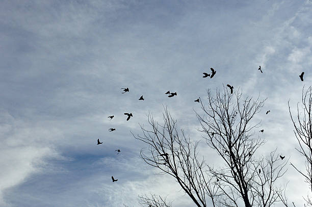 istock Trees without leaves, birds and sky 636816960