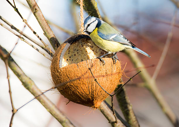 istock Blue tit bird eating at a bird feeder 636817168