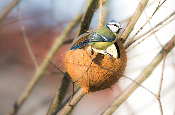 istock Blue tit bird eating at a bird feeder 636817230
