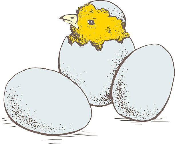 illustrazioni stock, clip art, cartoni animati e icone di tendenza di uova e pollo - animal egg chicken new cracked