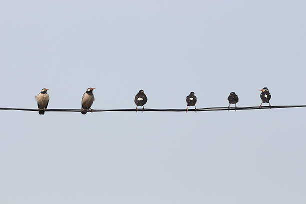 istock Asian Pied Starling Birds On Electric Wire 636818274