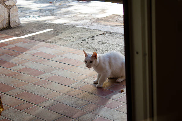 istock Wild white Croatian cat. Nerezine. 636819608