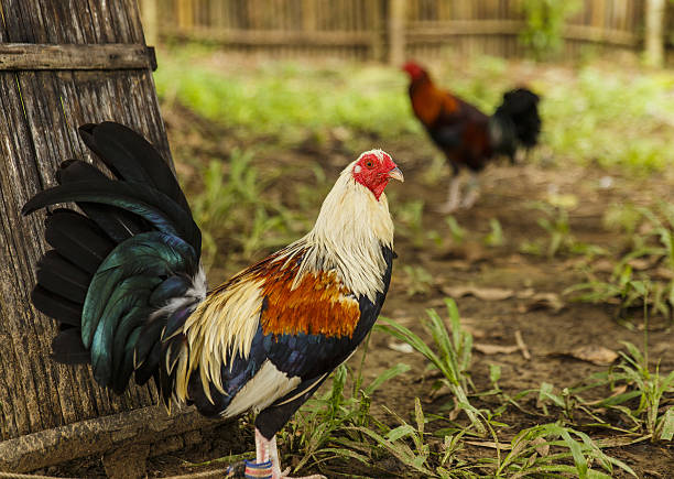 fighting cock ii-philippines - dory imagens e fotografias de stock