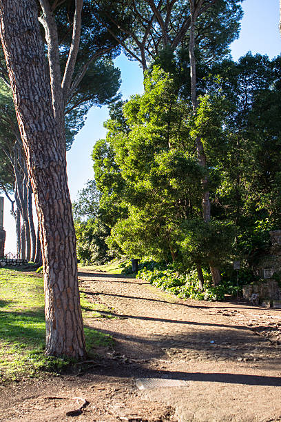 istock Sunlight in the green forest 636823750