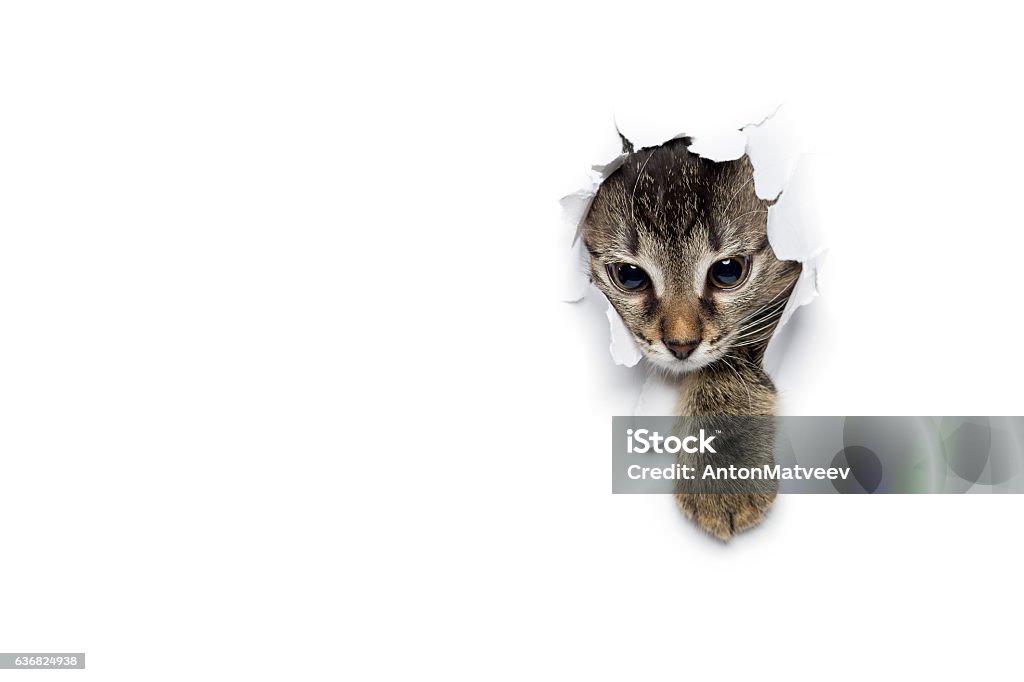 Gatito en agujero de papel - Foto de stock de Gato doméstico libre de derechos