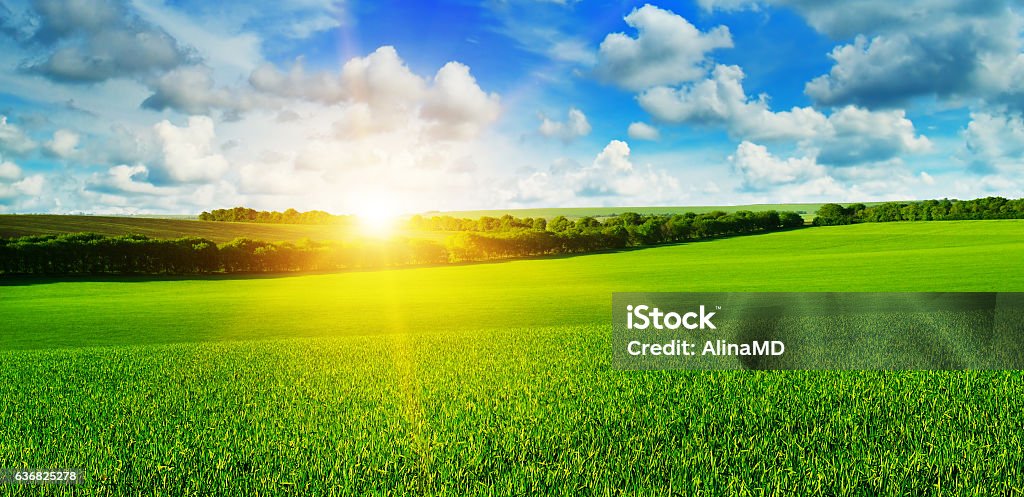 Weizen Feld und blauer Himmel Sonnenaufgang in - Lizenzfrei Feld Stock-Foto