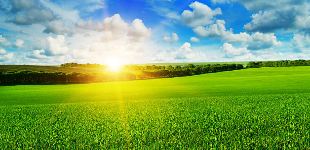 campo de trigo y puesta de sol en el cielo azul - sunny day fotografías e imágenes de stock