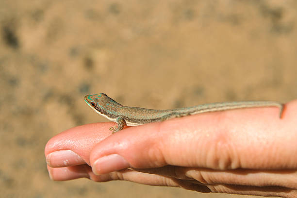 istock Madagascar gecko in human hand 636825572