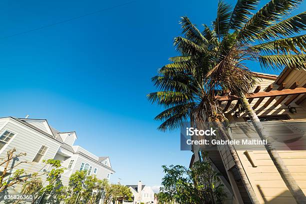 Palm Trees In Balboa Island Stock Photo - Download Image Now - California, Day, Horizontal