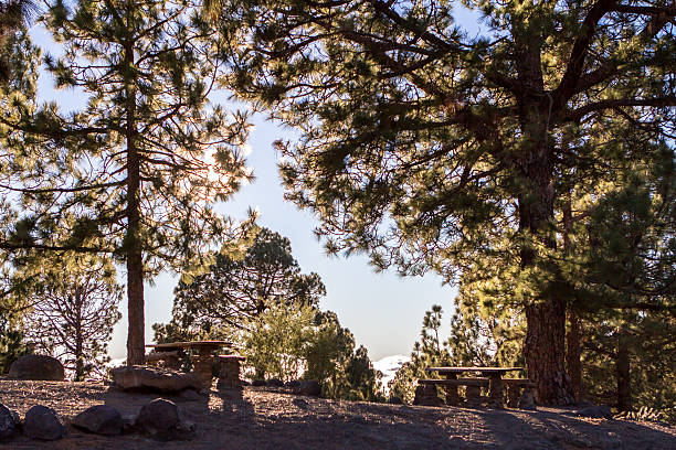 istock Bench in the pine forest on Tenerife 636826552