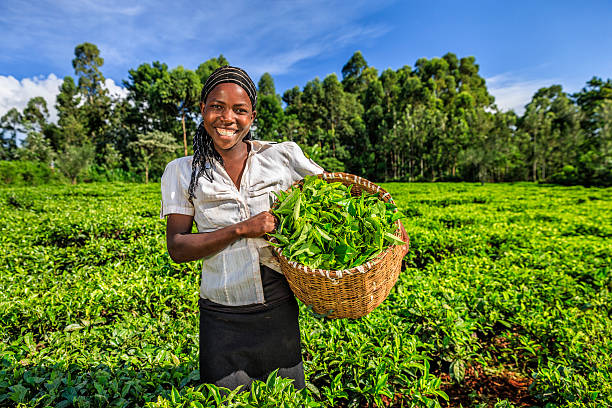 afrikanische frauen plucking teeblätter auf plantation, kenia, osten und afrika - tea crop picking agriculture women stock-fotos und bilder