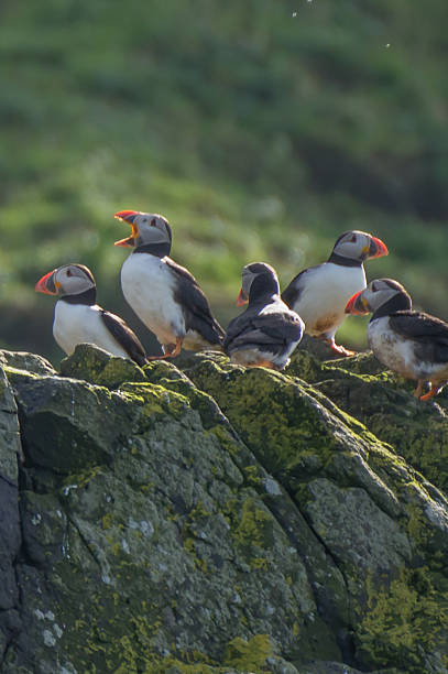Colony of puffins