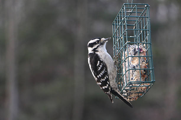 istock Female hairy woodpecker 636831874