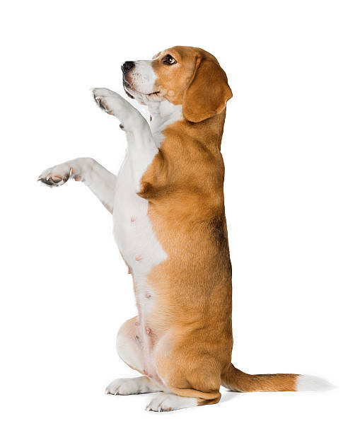 istock cute beagle dog isolated on white background 636832642