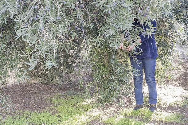 istock person picks olives 636834446