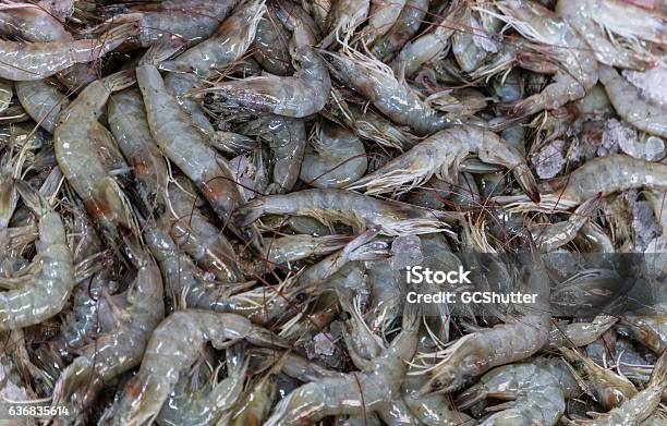 Pile Of Shrimp On A Table At Dubai Fish Market Stock Photo - Download Image Now - Abundance, Animal Themes, Business Finance and Industry