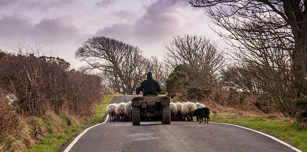 Rounding up sheep on the Isle of Bute stock photo