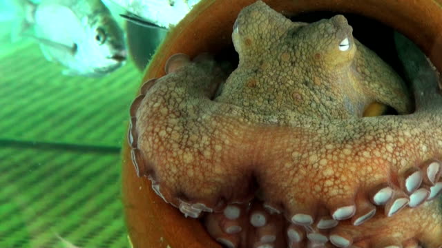 Octopus in an amphora