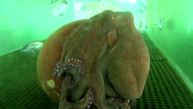 Octopus in fishtank