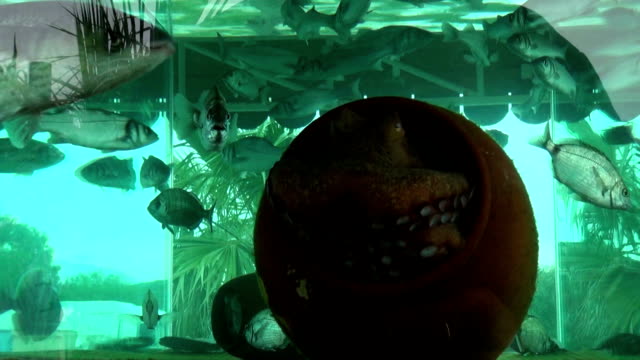 Octopus and fishes in a fishtank