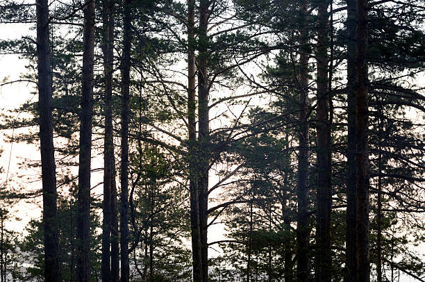 istock Silhouette of forest at sunset. 636839302