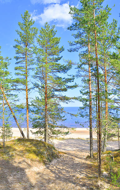 istock Pine tree forest on coast of Ladoga lake. 636839374