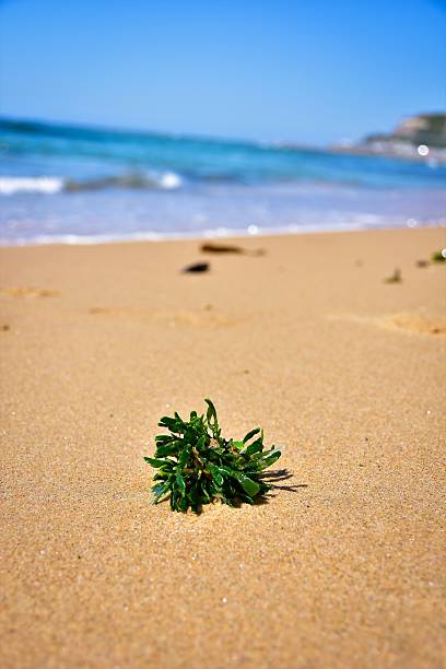 Seaweed on Nobbys Beach, Newcastle, Australia
