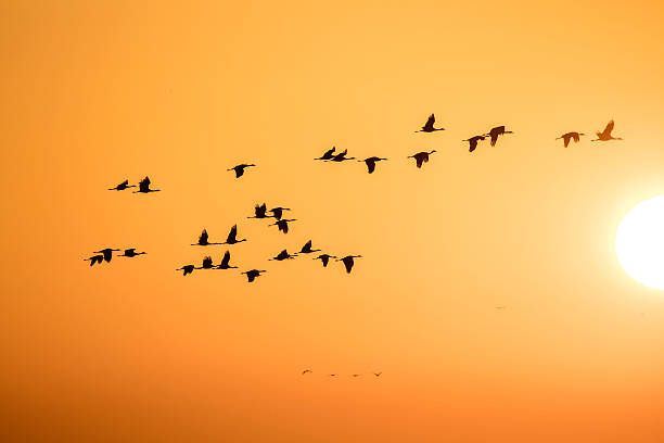istock Sandhill Cranes Flying on sunrise, California, USA 636841496