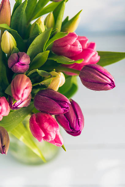 bouquet de tulipes vibrant en plein soleil - flower pot vase purple decor photos et images de collection