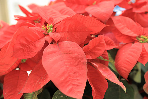 istock Christmas flower poinsettia indoor 636844040