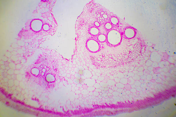 microscopic image of ascaris cross section - small plant cell high scale magnification cell imagens e fotografias de stock