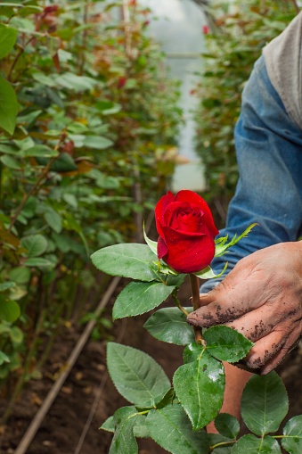 Greenhouse of red roses, detail of a rose harvested by hand