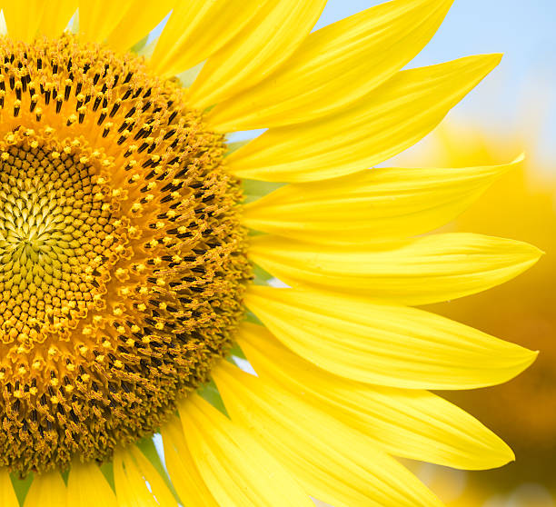 istock close up of sunflower flower 636845492