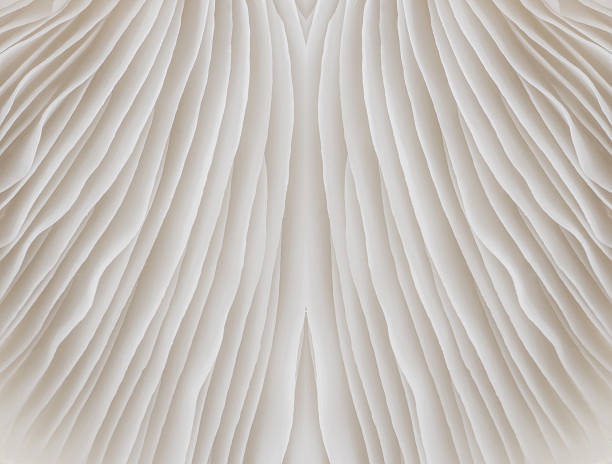 istock abstract background macro of Sajor-caju Mushroom 636846866