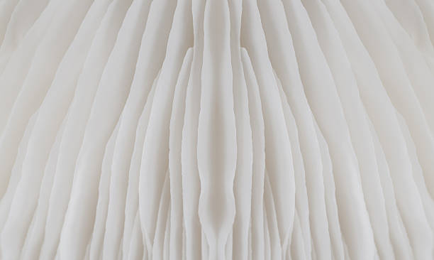 istock abstract background macro of Sajor-caju Mushroom 636846888