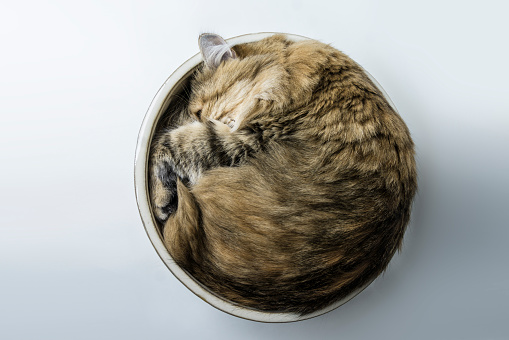 siberian cat curled up and sleeping in a bowl