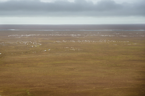Flock of Arctic Snow Geese Flying in ANWR in Autumn