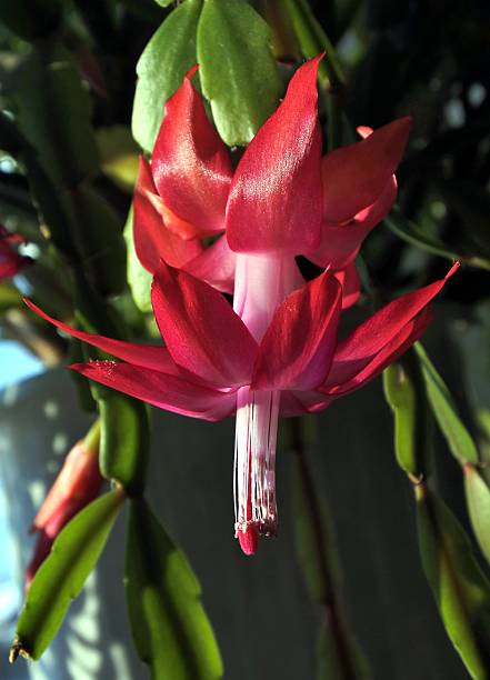 istock beautiful flowers of Christmas cactus 636847340