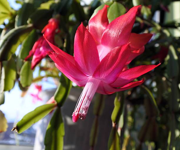 istock beautiful flowers of Christmas cactus 636847538