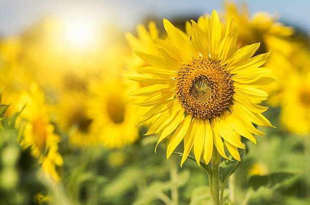 istock sunflower flower in sunflower field and sunlight 636848220