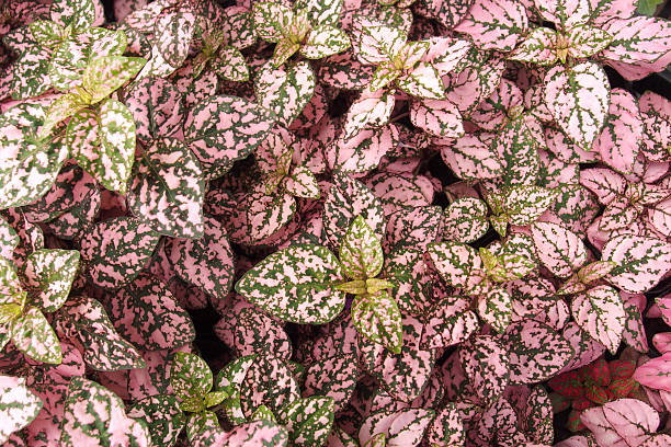 istock Ornamental leaf plant called Polka Dot plant 636848422