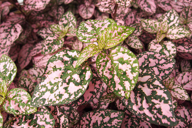 istock Ornamental leaf plant called Polka Dot plant 636848442