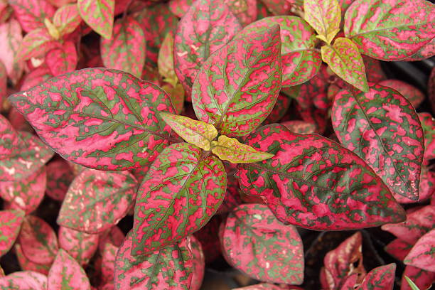 istock Ornamental leaf plant called Polka Dot plant 636848472